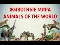 ЖИВОТНЫЕ МИРА. УЧИМ АНГЛИЙСКИЙ. ПЕРВЫЕ СЛОВА русс+англ