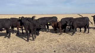 The Cattle Range Listing #605D583