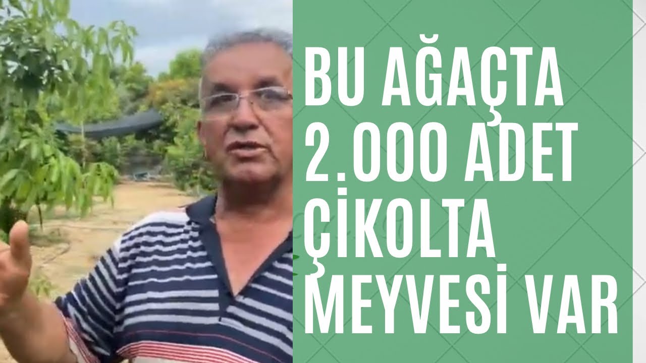 Çikolata Meyvesi - Black Sapote | 1 ağaç 2.000 adet meyve veriyor.