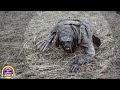 7 Criaturas Mutantes de Chernóbil Captadas en Cámara
