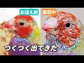 つくつく出てきた|羽の赤ちゃんが生えてきたよ