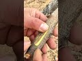 Want Grafting Success? Watch This Now #grafting #plants #garden #tree #mygarden #architecture #trees