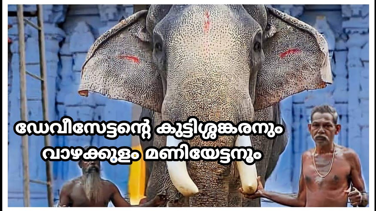 ഡേവീസേട്ടന്റെ കുട്ടിശ്ശങ്കരനും വാഴക്കുളം മണിയേട്ടനും 🔥 @gajayugaelephantlover993