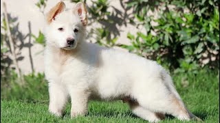 الجيرمن شيبرد الأبيض من أجمل كلاب العالم