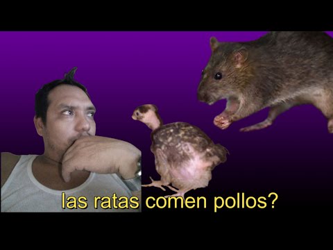 Video: ¿Las ratas comen carne de pollo?