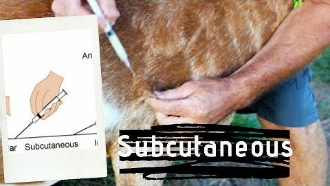 Bakshi Goat Farm Indore "Subcutaneous Injection Procedure"