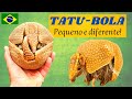 O TATU-BOLA É UM DOS MENORES DO MUNDO! UM ANIMAL DIFERENTE! UMA DAS ESPÉCIES VIVE SOMENTE NO BRASIL!