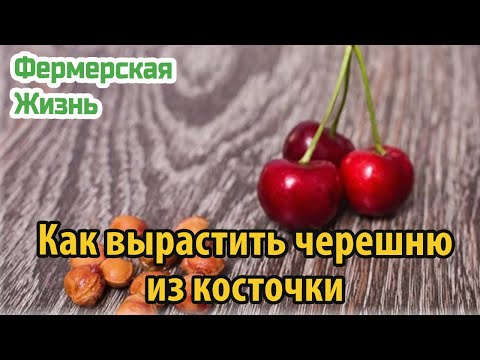 Выращивание вишни в домашних условиях из косточки