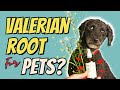 Top 3 Benefits of Valerian Root for Dogs and Cats