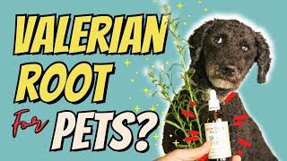 Top 3 Benefits of Valerian Root for Dogs and Cats