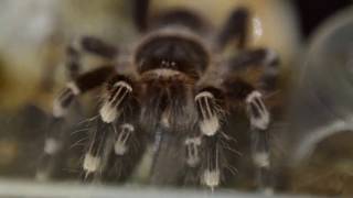 Acanthoscurria geniculata ест майского жука