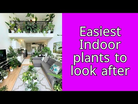 Video: Moeilijk te doden kamerplanten - Meer informatie over onderhoudsarme planten binnenshuis