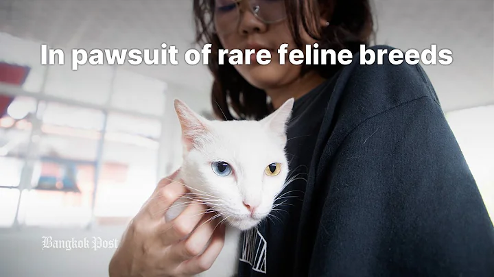 Video 7950151: cat purr, cat breed thai, rare cat breeds, feline breed, cat lovers