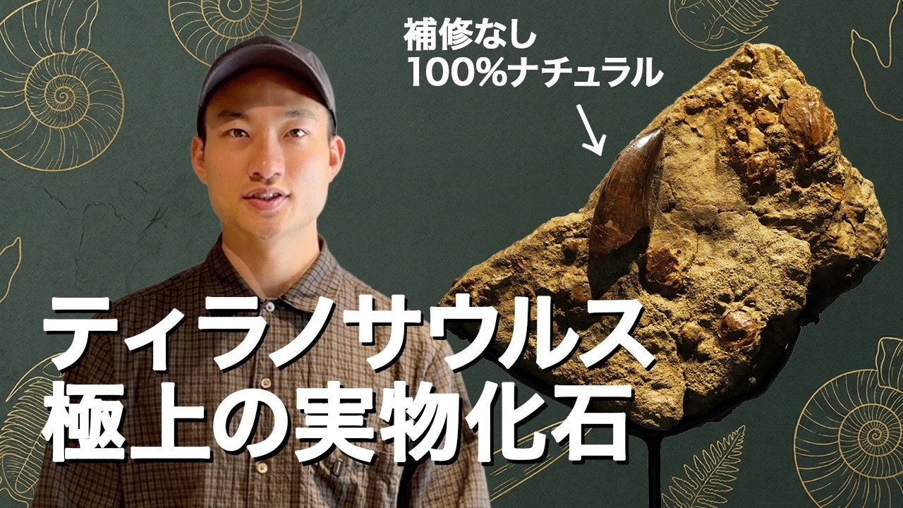 モロッコ産『極上アンモナイト化石』22cm 極上化石コレクション』30種