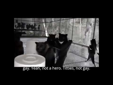 What The Bats Doin: Lonely Island Ft Pink - Equal Rights