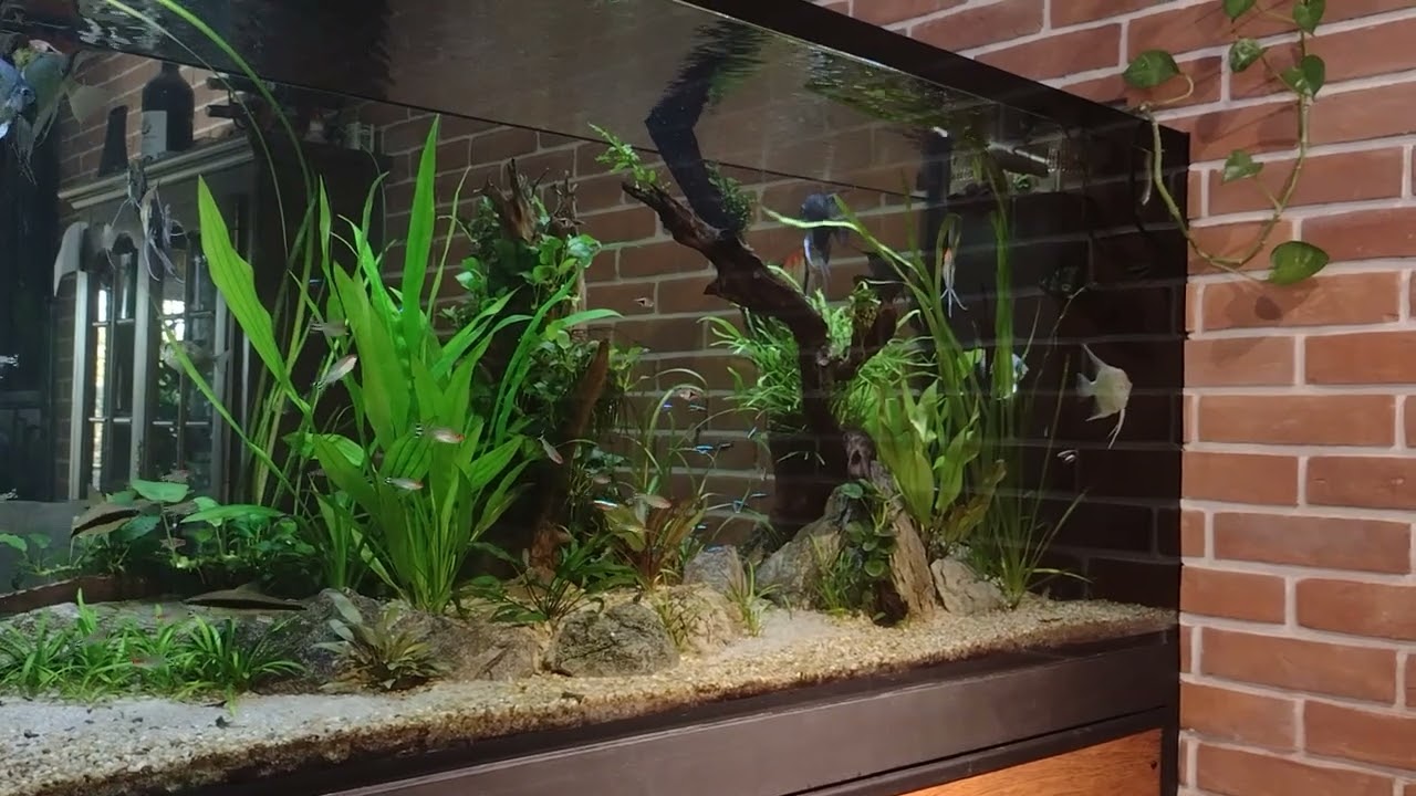 Sprawdzone Sposoby na Nawożenie Akwarium – Proste i Efektywne Metody!