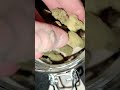 King's Kush by IPS MC #medical #uk #kush