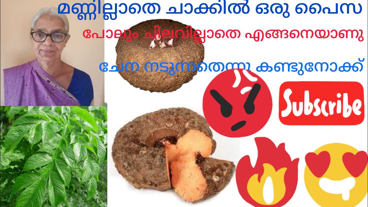 മണ്ണില്ലാതെ ഒരു പൈസ പോലും ചിലവില്ലാതെ ചാക്കിൽ എങ്ങനെയാണു ചേന കൃഷി ചെയ്യുന്ന തെന്നു കണ്ടു നോക്കു 