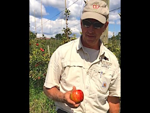 วีดีโอ: Apple Black Rot Control - เรียนรู้เกี่ยวกับโรค Black Rot ในแอปเปิ้ล