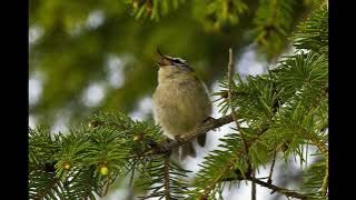 Firecrest Bird Call