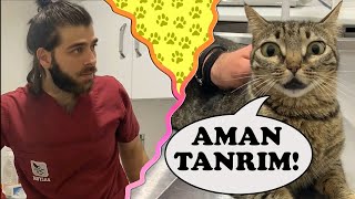 ŞAŞKIN KEDİ PONÇİK!  Tavşan Arkadaşıyla Niye Tartıştılar?  #inanoğlu #konuşankedi #altyazılıkedi