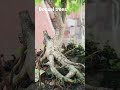 Bonsai trees plant #duranta green plant 🌱