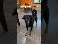 देखिए गाइज! प्रिंस का नया व्लॉग 🐶 कैफेटेरिया में मस्ती #dog #dogshorts #pets #love #Dog lover, Ruby