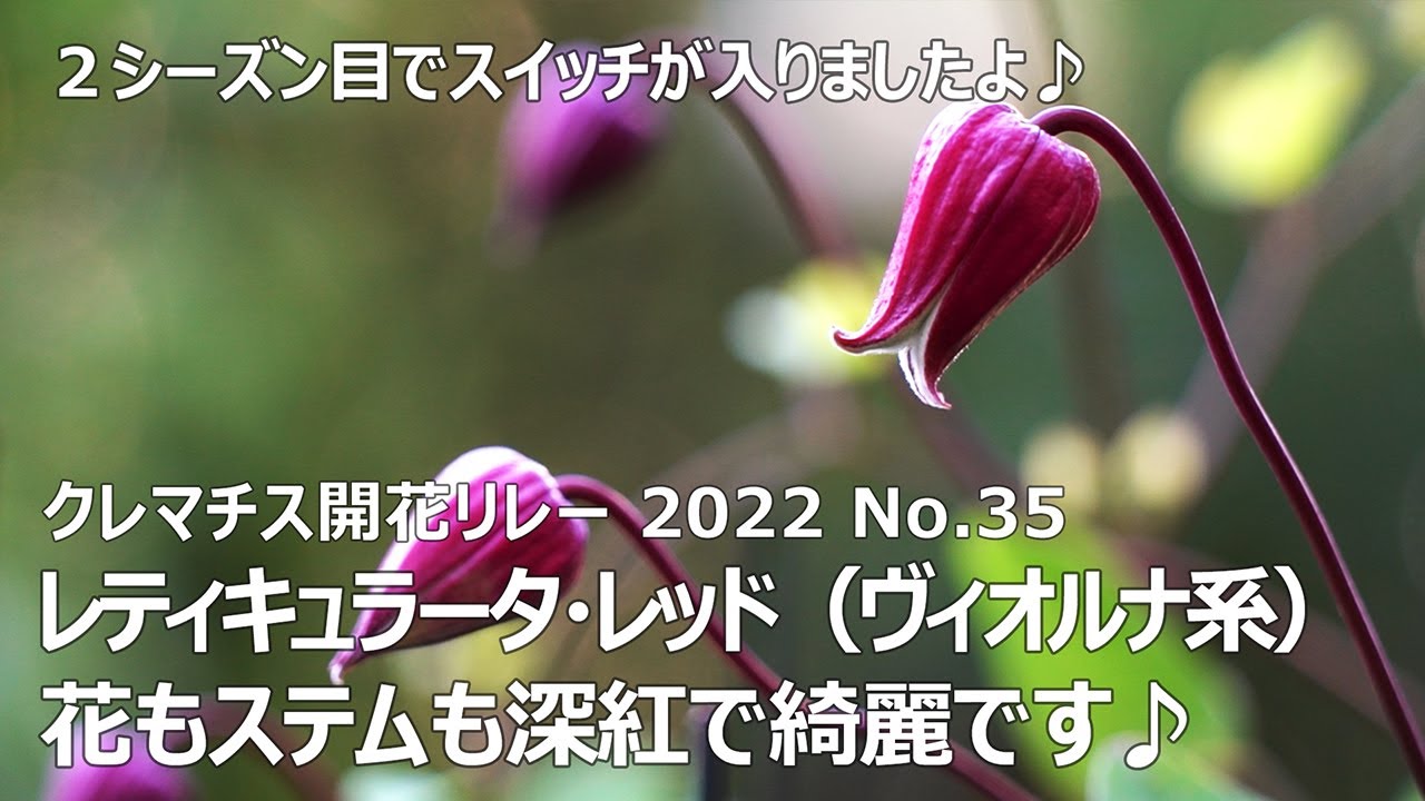 クレマチス開花リレー 2022 No.35】 レティキュラータ・レッド