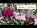 【ガーデニングのヒント】表参道を街歩き 小さいシクラメンなど花や植物がモダンで素敵！アニヴェルセル カフェやニコライバーグマンも！