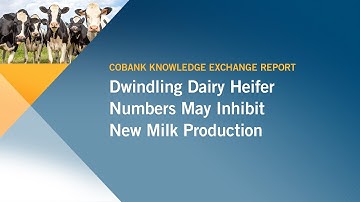Dwindling Dairy Heifer Numbers May Inhibit New Milk Production | Knowledge Exchange Division