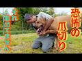 【最悪です】爪切り苦手な飼い主さんへ　土佐犬カツオくん
