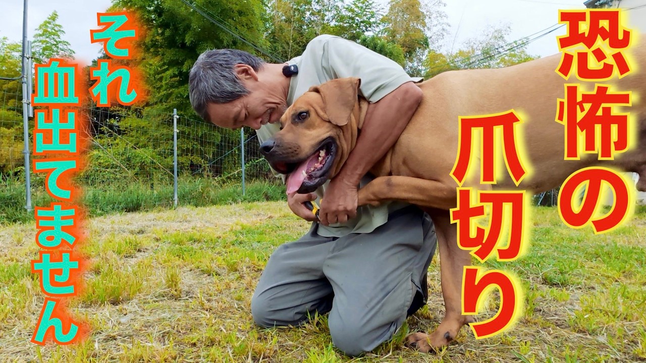 【最悪です】爪切り苦手な飼い主さんへ　土佐犬カツオくん