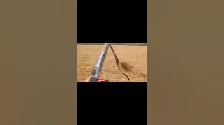 #wildboar#cinghialeохота на кабана 🐗 #cinghiale #chasse #wildboar #охота #дикий кабан#hunting