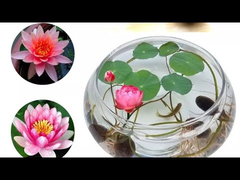 Video: Paano Kunin Ang Posisyon Ng Lotus