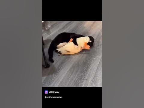 Гуси - Обнимуси - YouTube