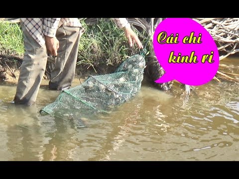 Video: Lưới bắt muông thú là gì