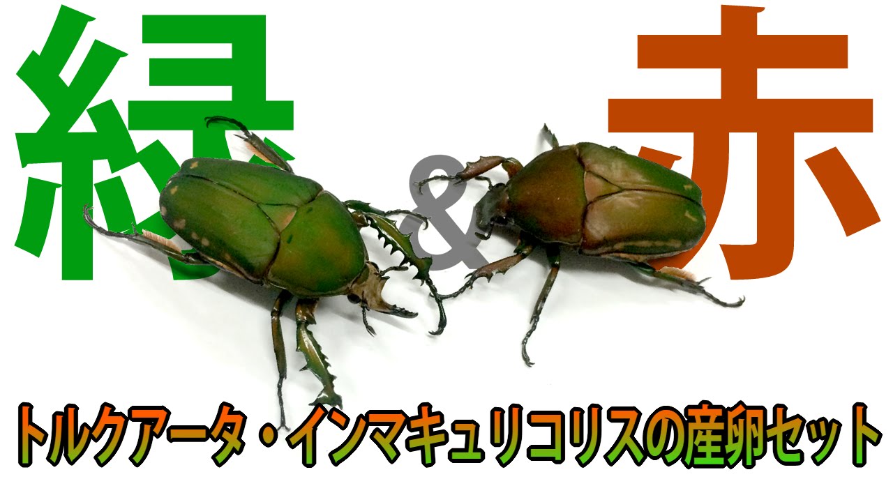 緑&赤！】トルクアータ・インマキュリコリスの産卵セット Mecynorhina