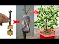 Summary of super special fruit tree propagation tips    to stimulate the tree to grow extremely well