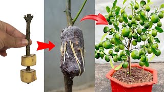 : Summary of super special fruit tree propagation tips    to stimulate the tree to grow extremely well