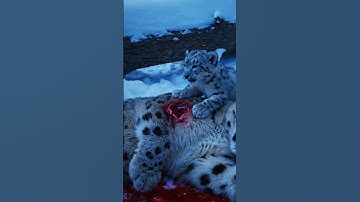 Armed With Hope: Old Man Risked It All to Save the Snow Leopards #humanity #saveanimals #leopard