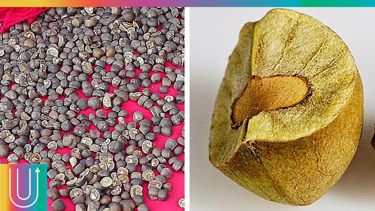 ¿Por qué saltan los frijoles saltarines? ¡Misterio resuelto! - YouTube
