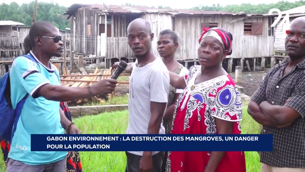 GABON ENVIRONNEMENT  LA DESTRUCTION DES MANGROVES, UN DANGER