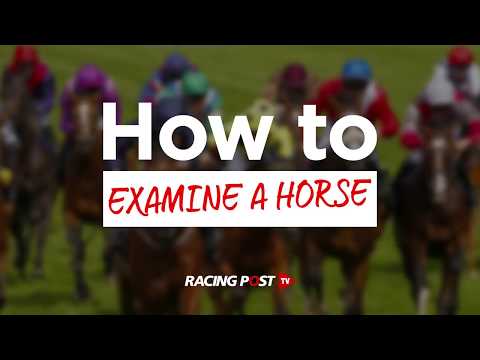 Como examinar um cavalo