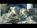 Savannah Owlets Have Snake For Dinner