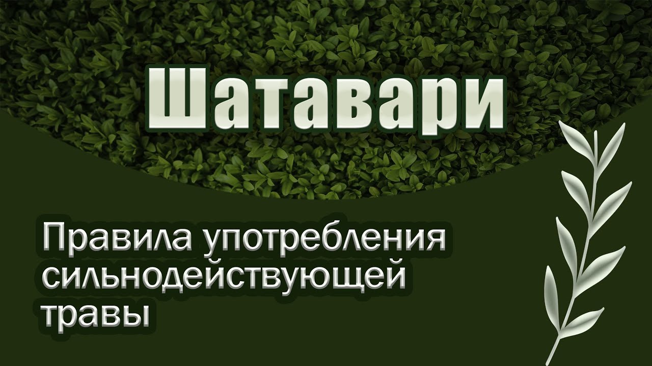 Шатавари. Мифы о "женском тонике"!