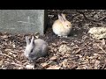 The World S Most Adorable Twin Baby Rabbits