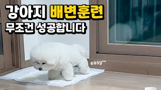 강아지 배변훈련 따라해보세요. 무조건 성공합니다!!!