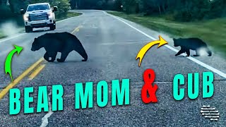 Bear Mom Trying to Get a Cub to Cross the Road with Her
