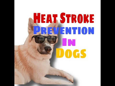 Como Curso impedir que o calor em cães?