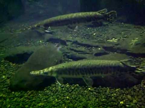 video ikan aligator di tmii